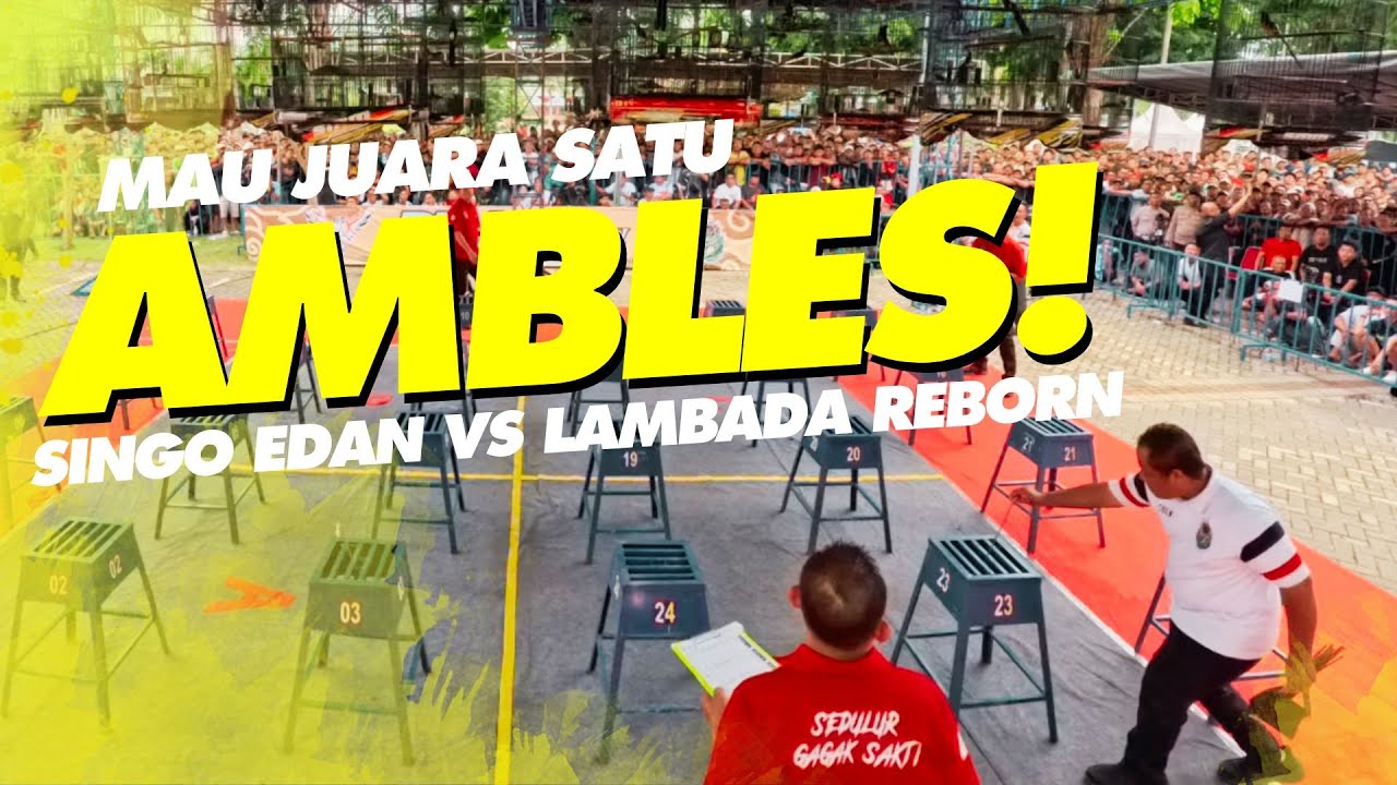 Juara FORTUNER Ambles‼️Duel Murai Batu SINGO EDAN vs LAMBADA REBORN Tiket 18,5 JUTA #muraibatu