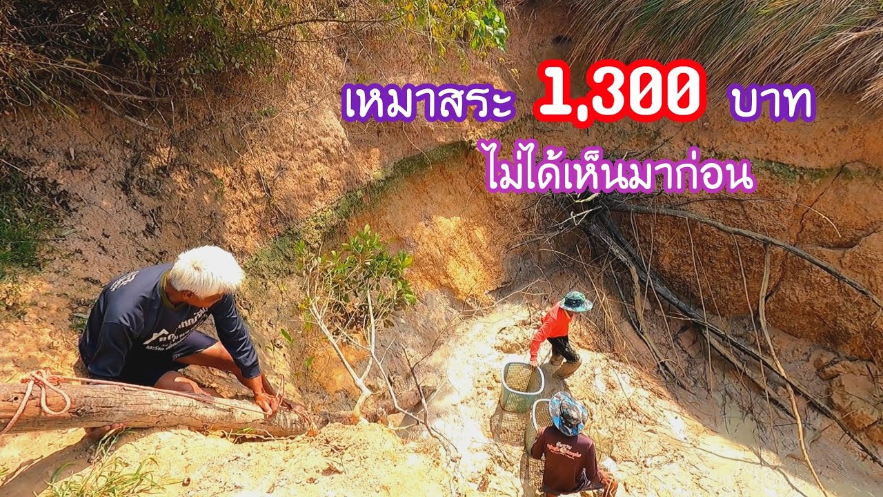 ตัวเต็ม !! เหมาสระสูบปลาราคา 1,300฿ แบบไม่ได้เห็นสระมาก่อน