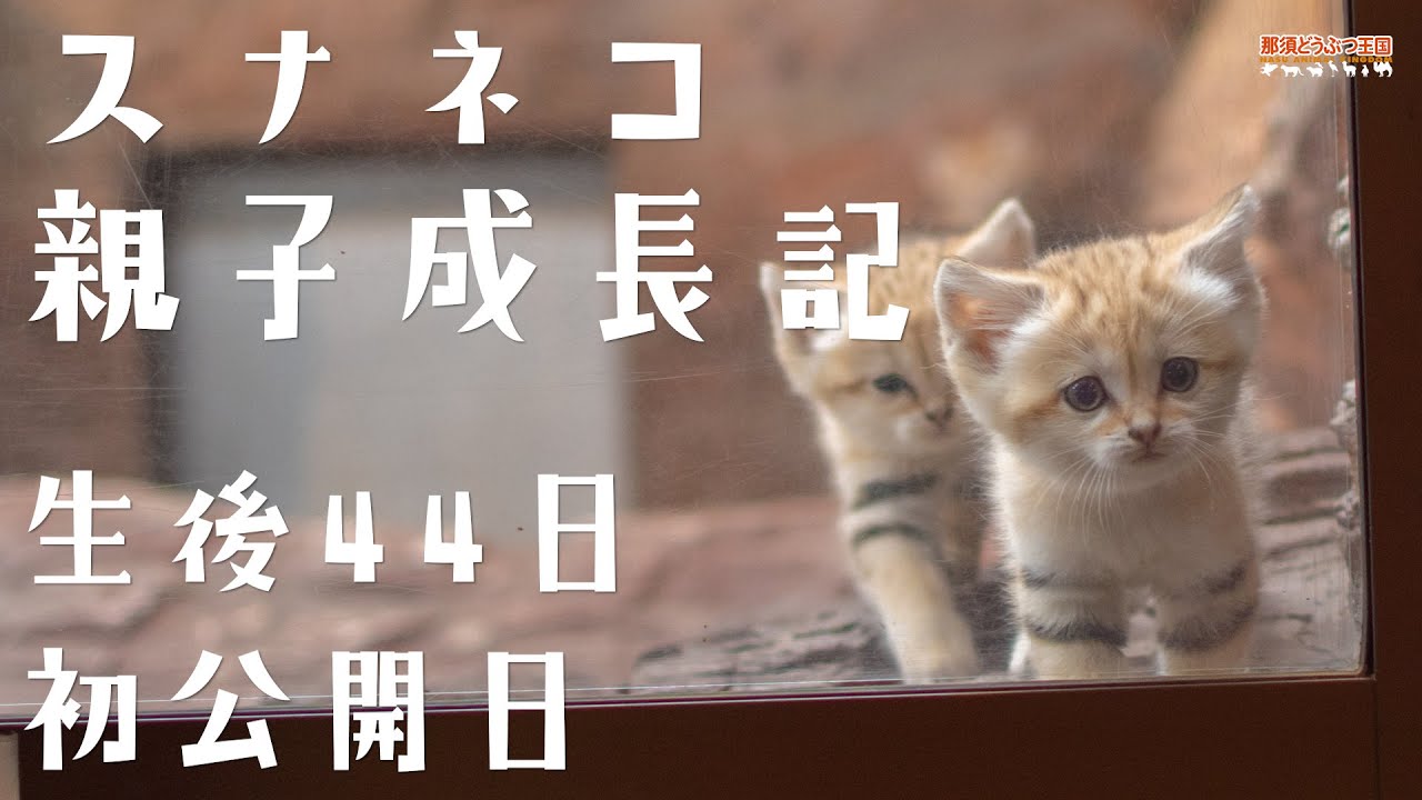 スナネコ親子成長記 生後44日 初公開日 / Sand cats - The Debut Day, 44 Days After the Birth -