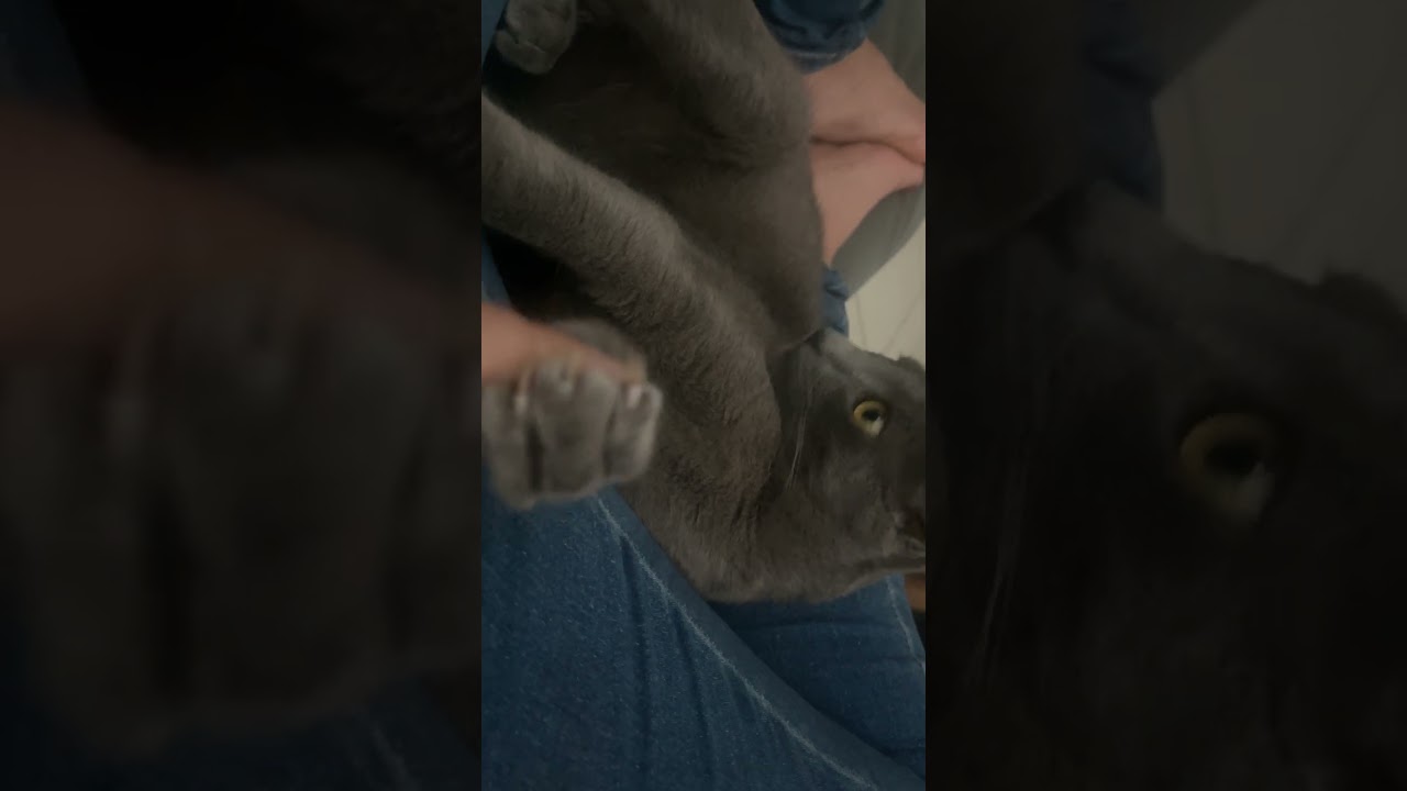 Meu gato é folgado e posso provar 🤪 
