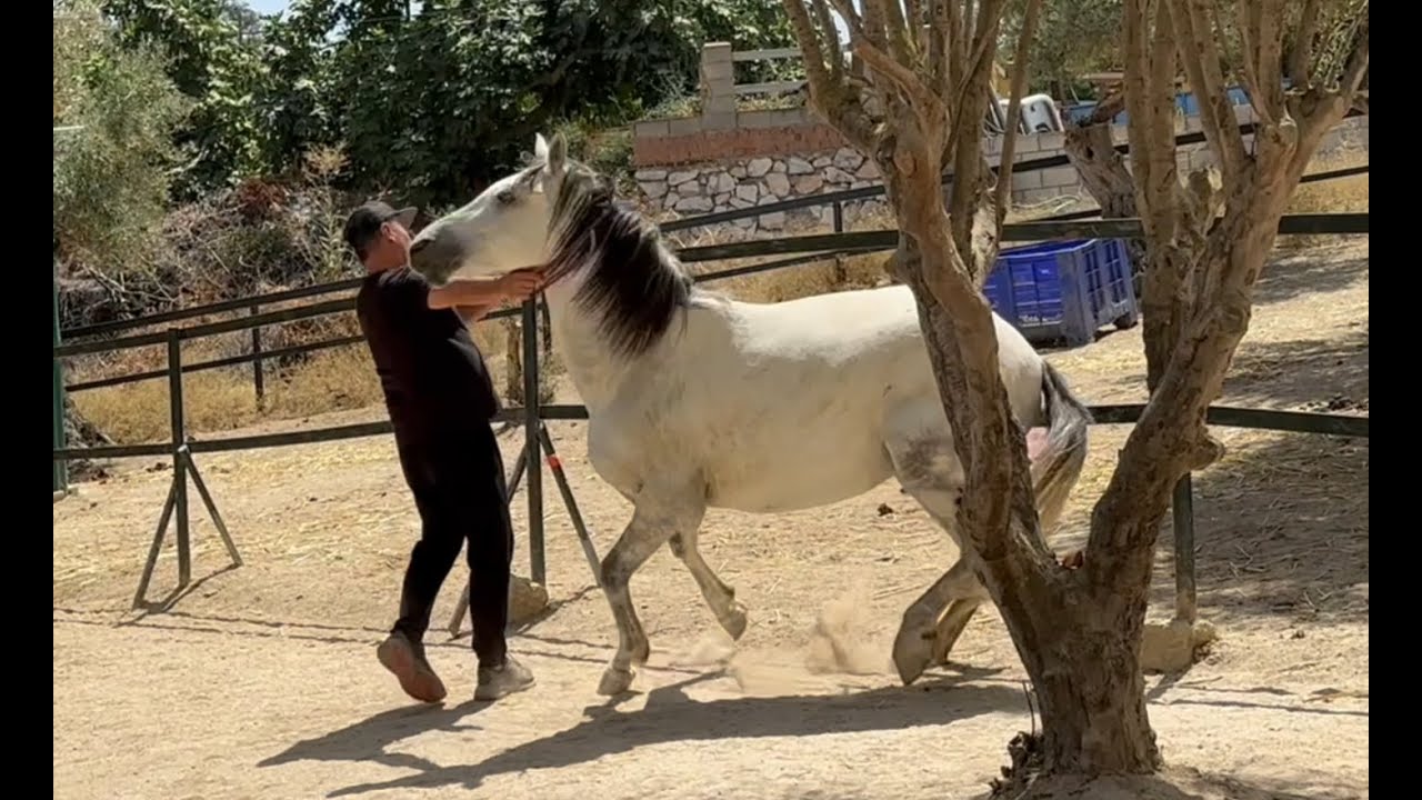 Its now or never!! Rescue Horse Avoids Capture!! Can I help??