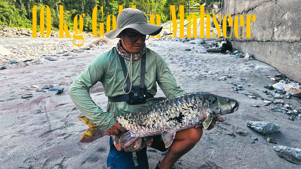 10Kg Golden Mahseer in Rangeet river Sikkim on my handmade lure!