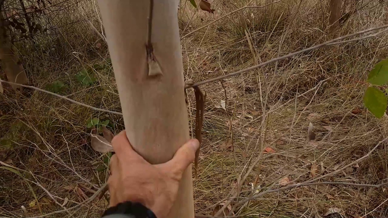 Eucalyptus species trial - Year 4 - Firewood