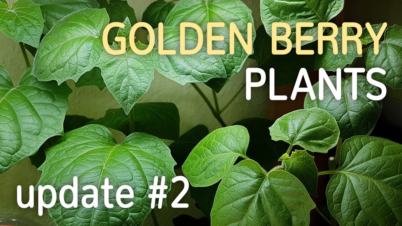 Golden Berry Plants Update #2 - 16.06.2017