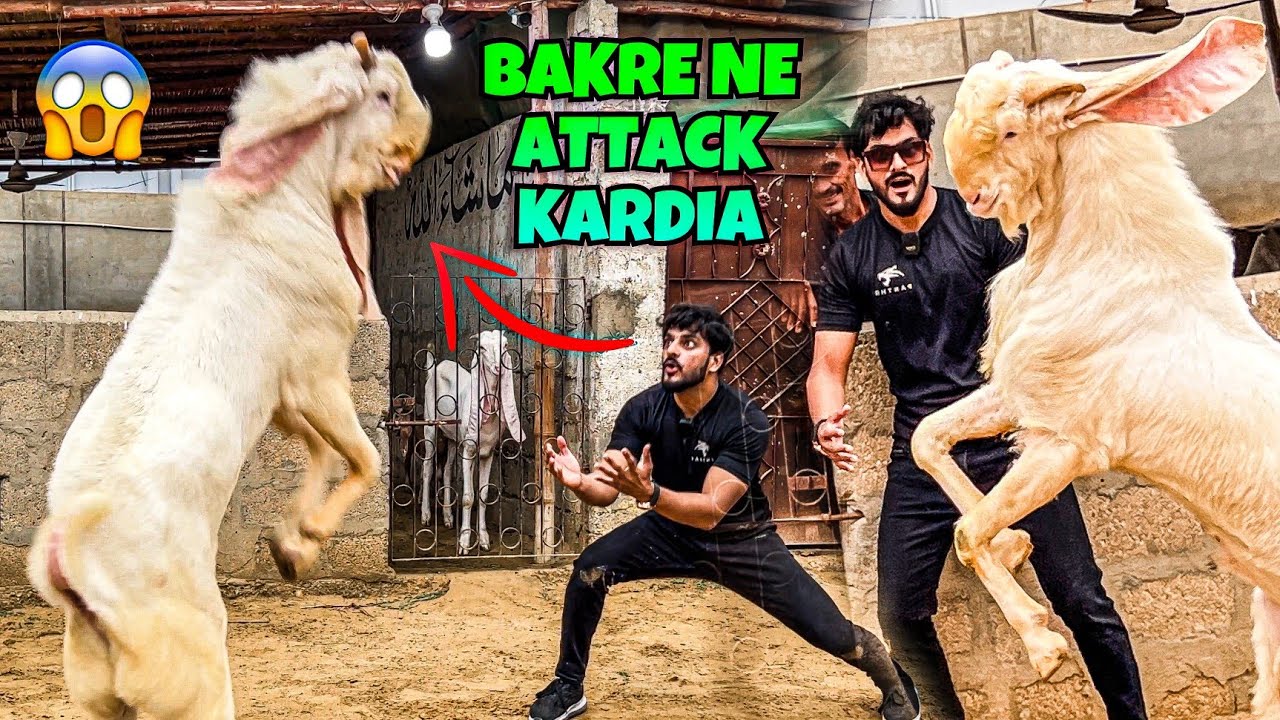 KHATARNAK BAKRY NE ATTACK KRDIA😰| MISHKAT KHAN | BABY COW |
