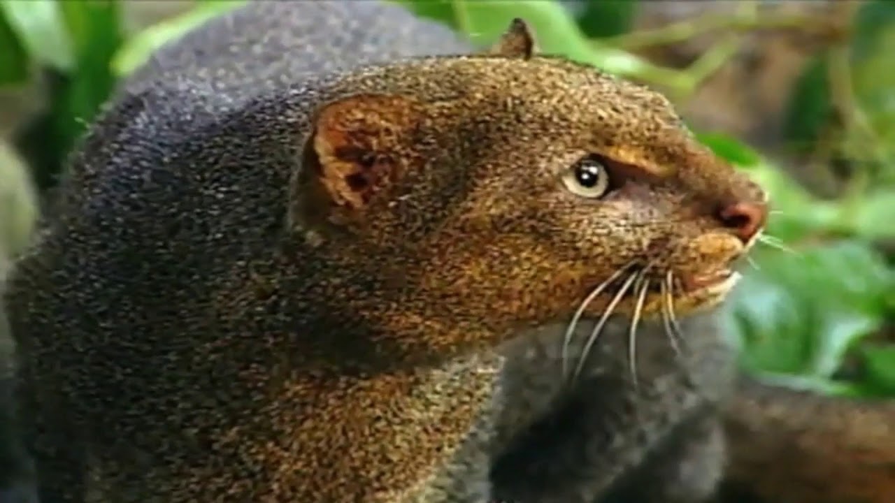 Sensações da Floresta Ombrófila Mista