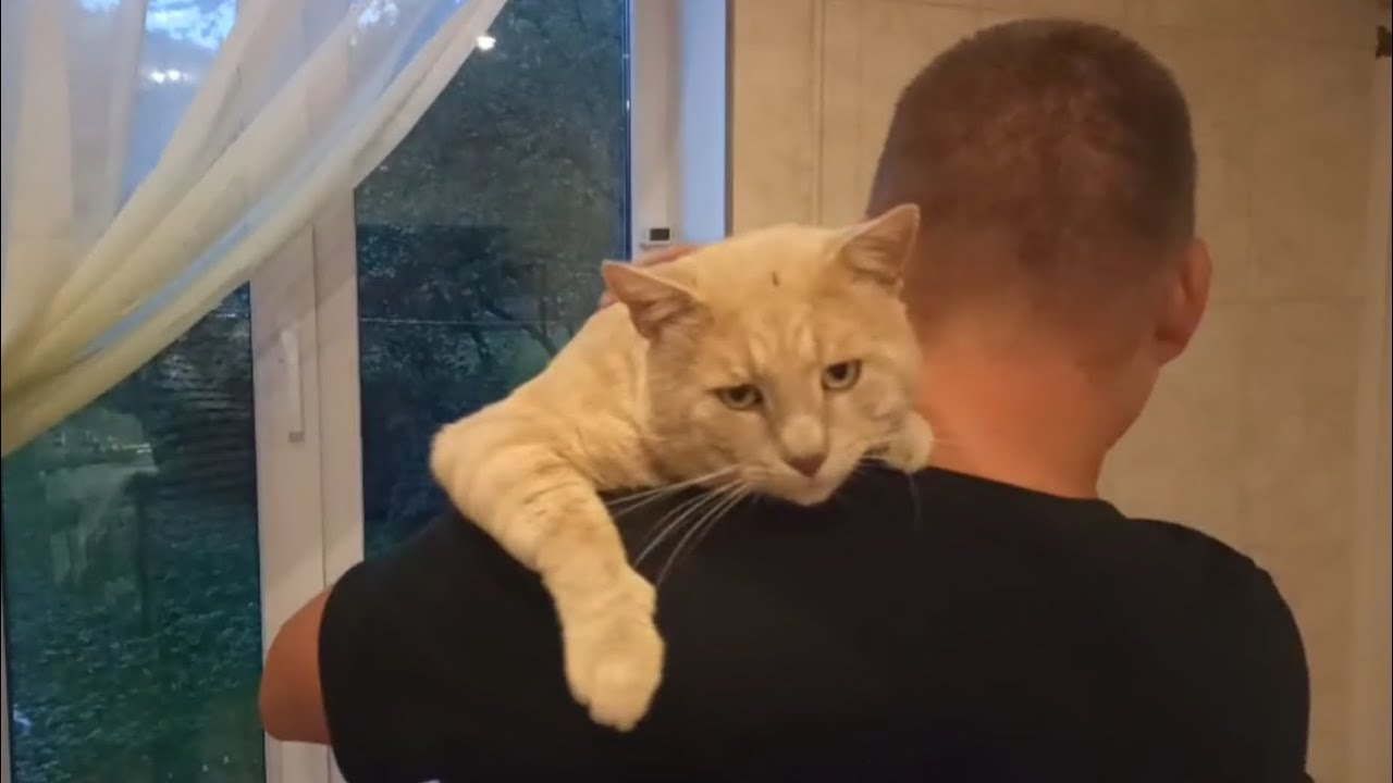 Cat’s love / kaķa mīlestība / любовь кота 🐱🐱🐱