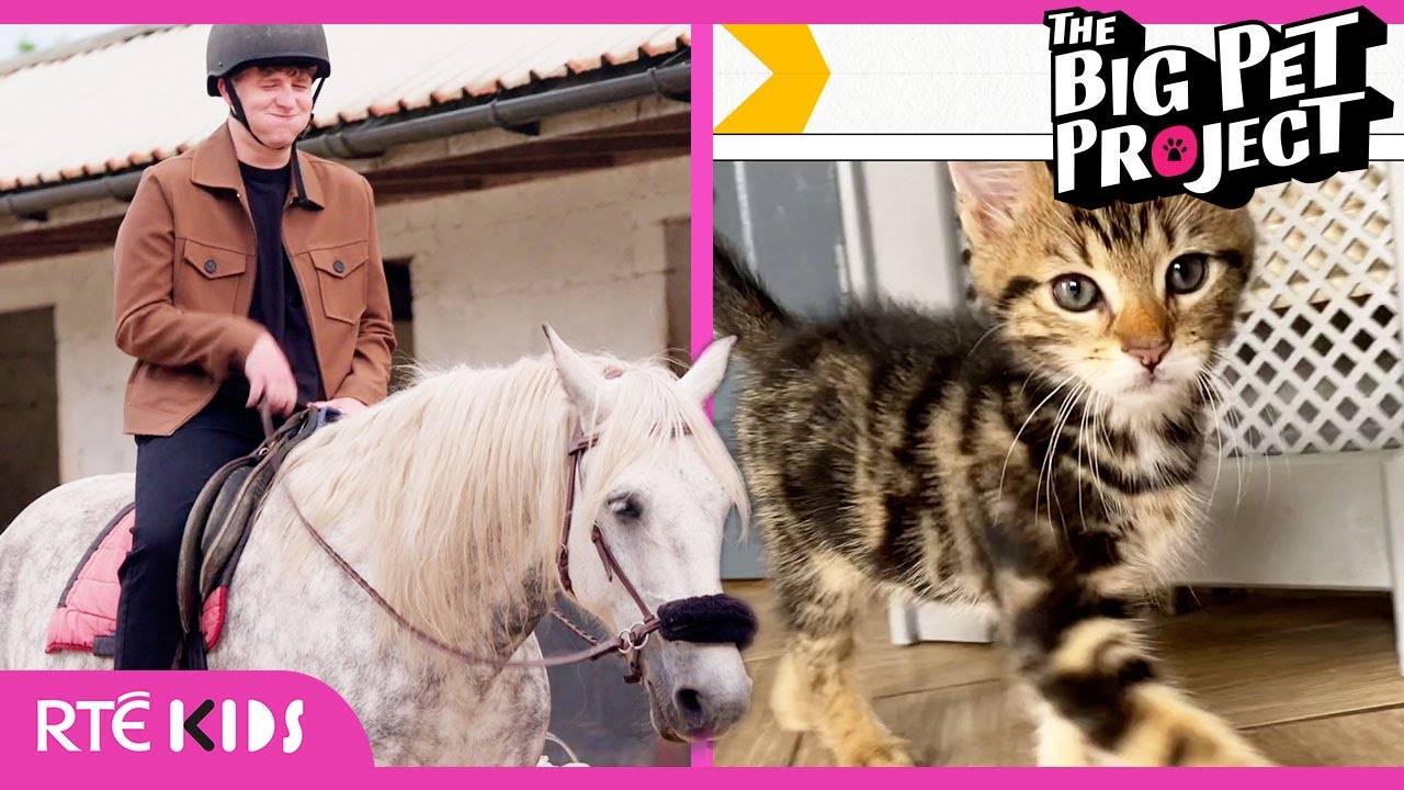 Cutest Kitten 🐱, a Smelly Horse 🐴 & More! | S1 E3 | Full Episode | The Big Pet Project | @RTÉ KIDS​