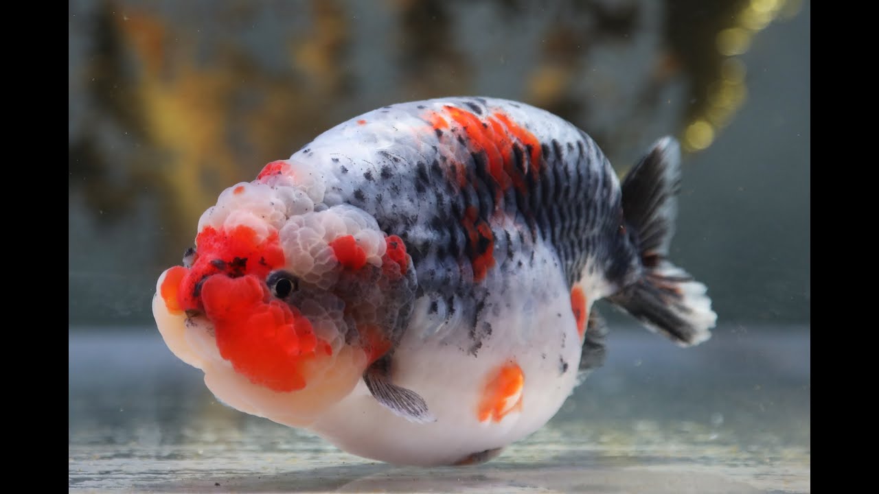中国金魚　スモールテール水墨五色　蘭鋳　14cm