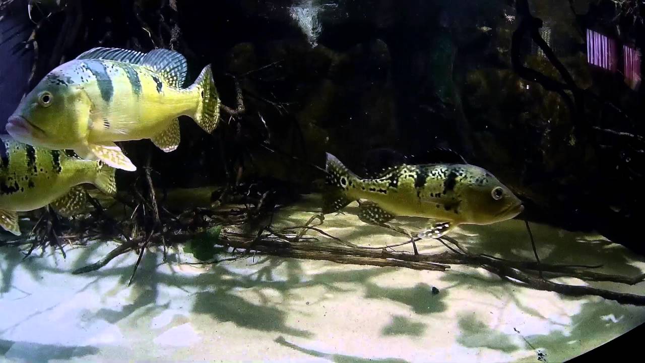 3.370 L Amazon predators tank 25/04/2016