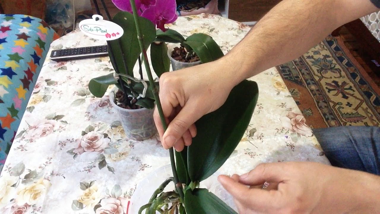 ORKİDEMDE KÜÇÜK BÖCEKLER VAR NE YAPMALIYIM? WHAT SHOULD WE DO WITH ORCHIDEMIAN INSPECTION !!!
