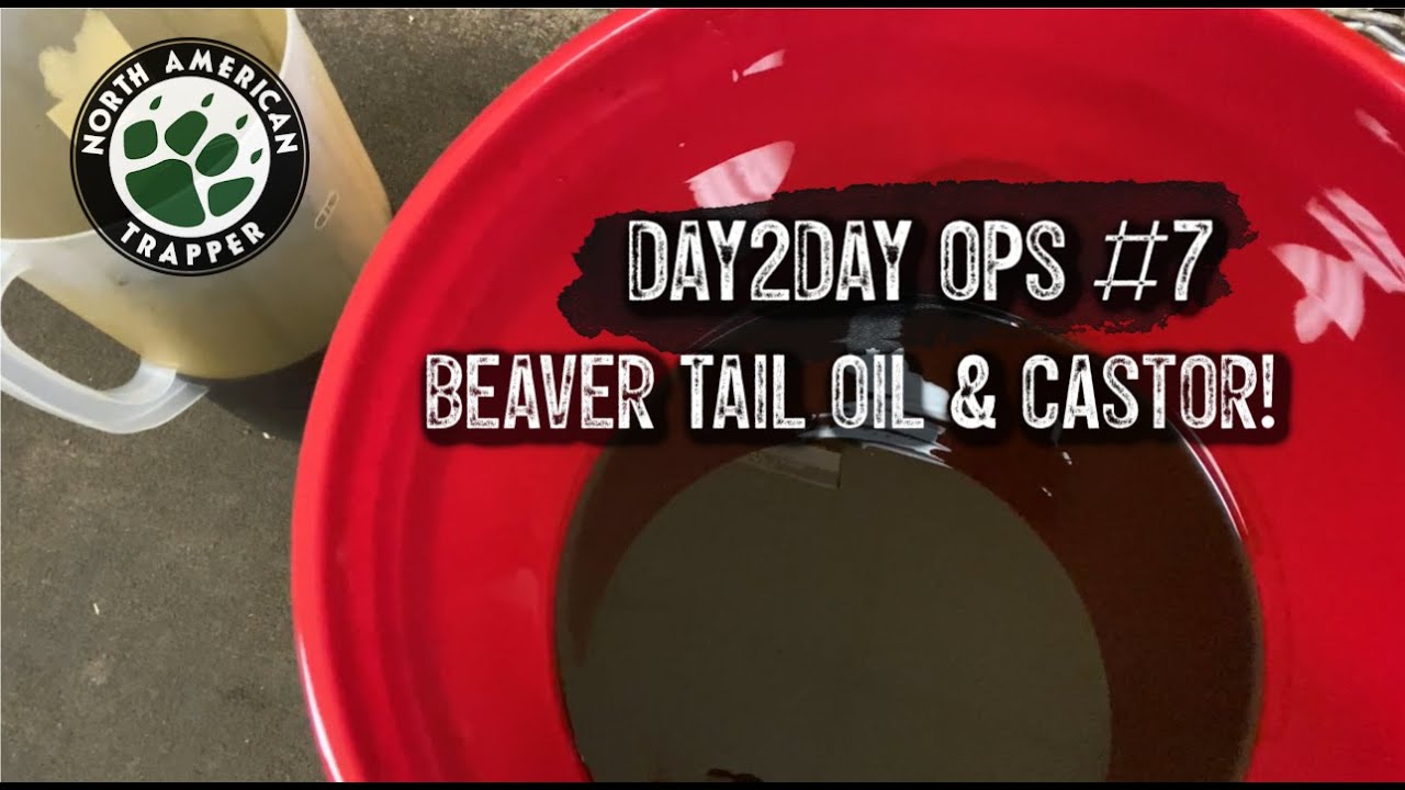 RENDERED Beaver TAIL OIL & Grinding Castor ~ RUNNING NORTH AMERICAN TRAPPER #7