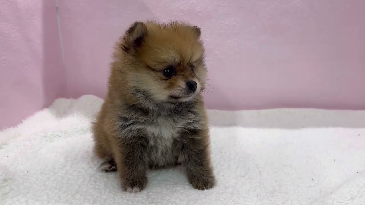 【 ペットショップマルワン板橋志村坂下店 】ころころフォルムがかわいいポメラニアンの女の子が仲間入り♡