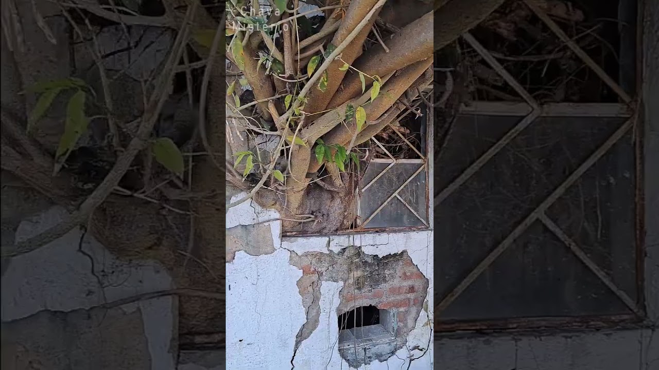 Mausoleo Destruido por la MADRE NATURALEZA 😱😱 