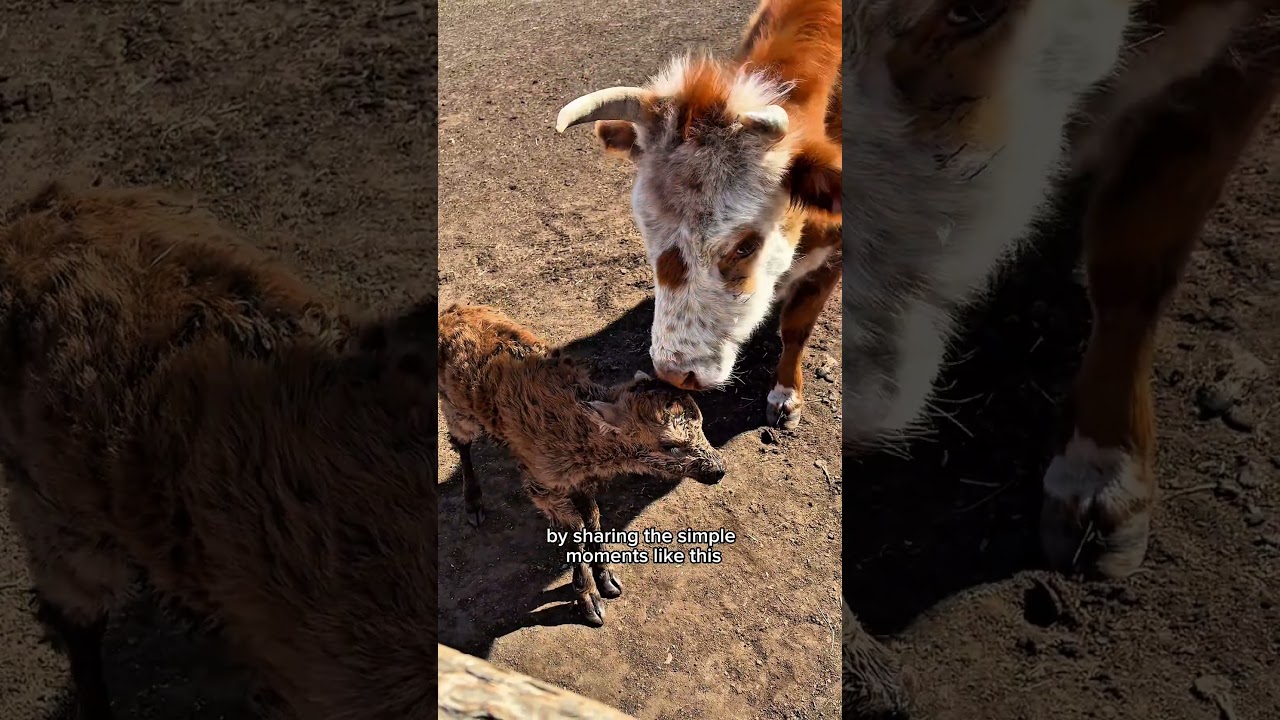 A day in nomads sharing Khorkhog with new friend #mongolia #nomadiclife #khorkhog #explorepage #life