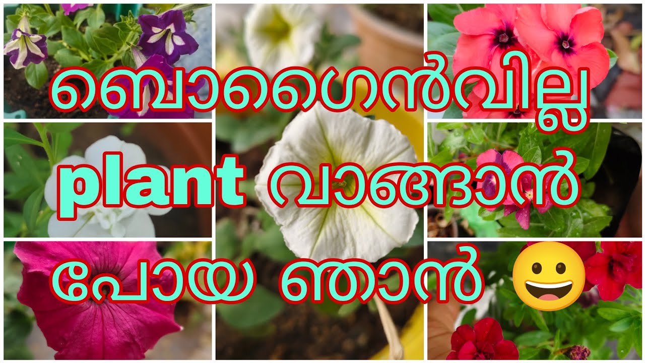 ഓഫർ പ്രൈസിൽ ബൊഗൈൻവില്ല വാങ്ങാൻ പോയിട്ട് കിട്ടിയ ചെടികൾ 💕#trending #bougainvillea 