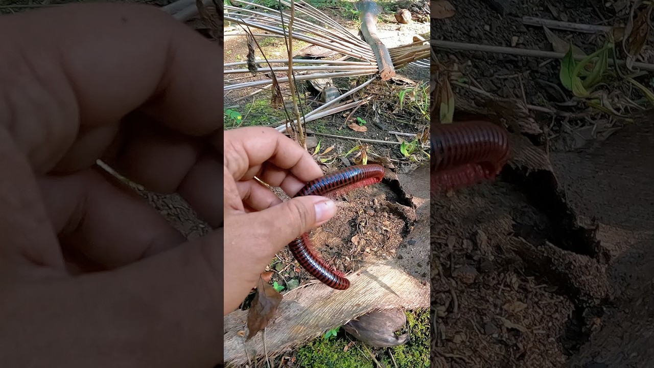 Do you dare to catch a millipede? #millipede #animals #shorts #insects
