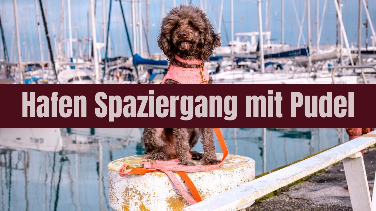 Am Hafen in Senigallia mit meinem Pudel Burberry - Fern der Instagramrealität – Hunde Vlog 11