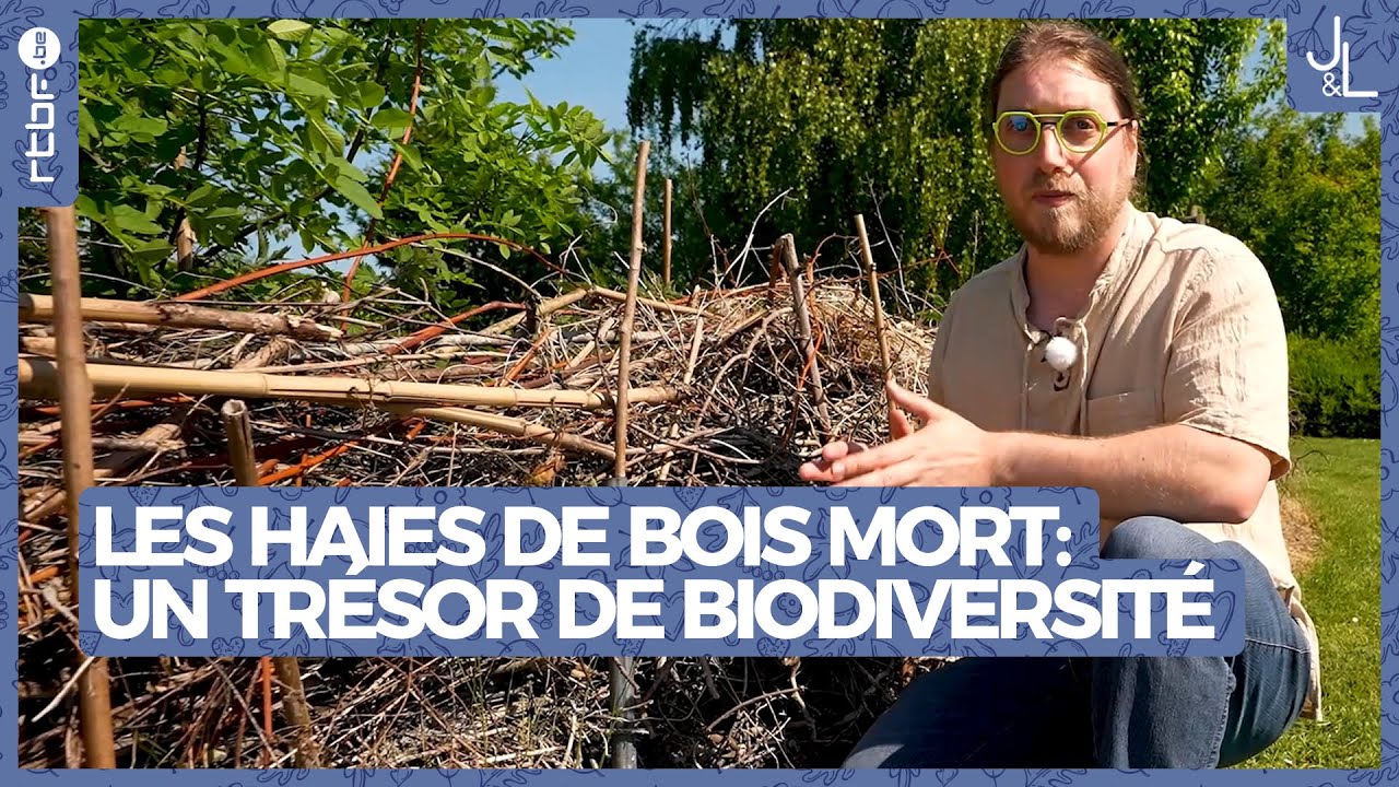 Les haies de bois mort au jardin : un trésor de biodiversité | Jardins et Loisirs