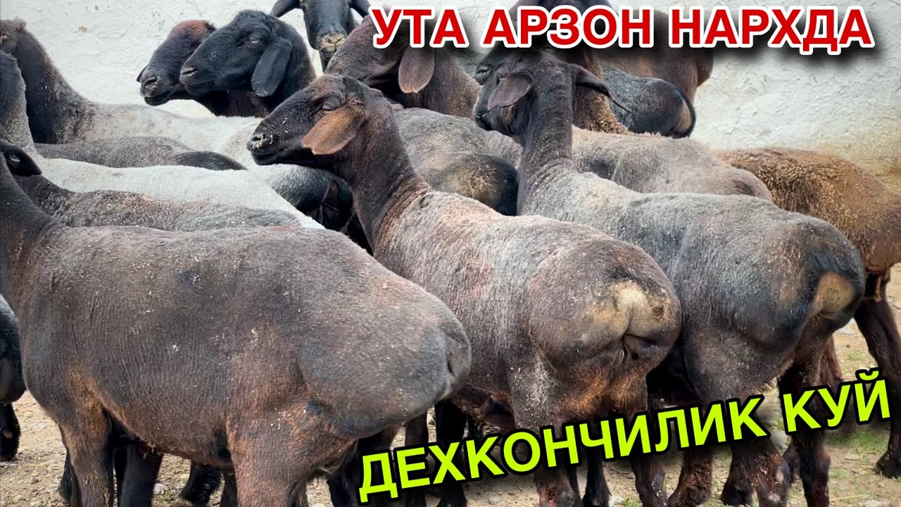ДЕХКОНДАН ОЛИНГ! ☎️+998 99 352 2366