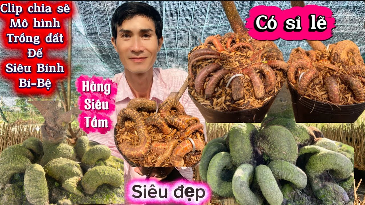 19-1-2026☎️0983 946 649 A.Tính 📲chia sẽ giao lưu mai phoi bính bí bệ-cây trồng bồn có bo đế quá đẹp 