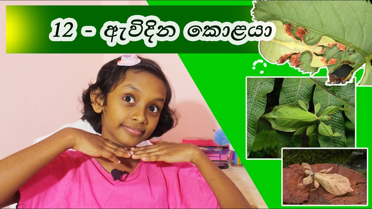 ඇවිදින කොළයා - 12 පාඩම - 6 ශේණිය | Awidina Kolaya | Grade 06 |