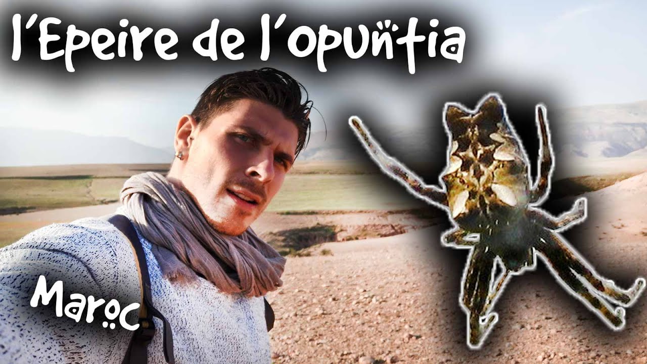 ARAIGNEE - l'EPEIRE DE L'OPUNTIA