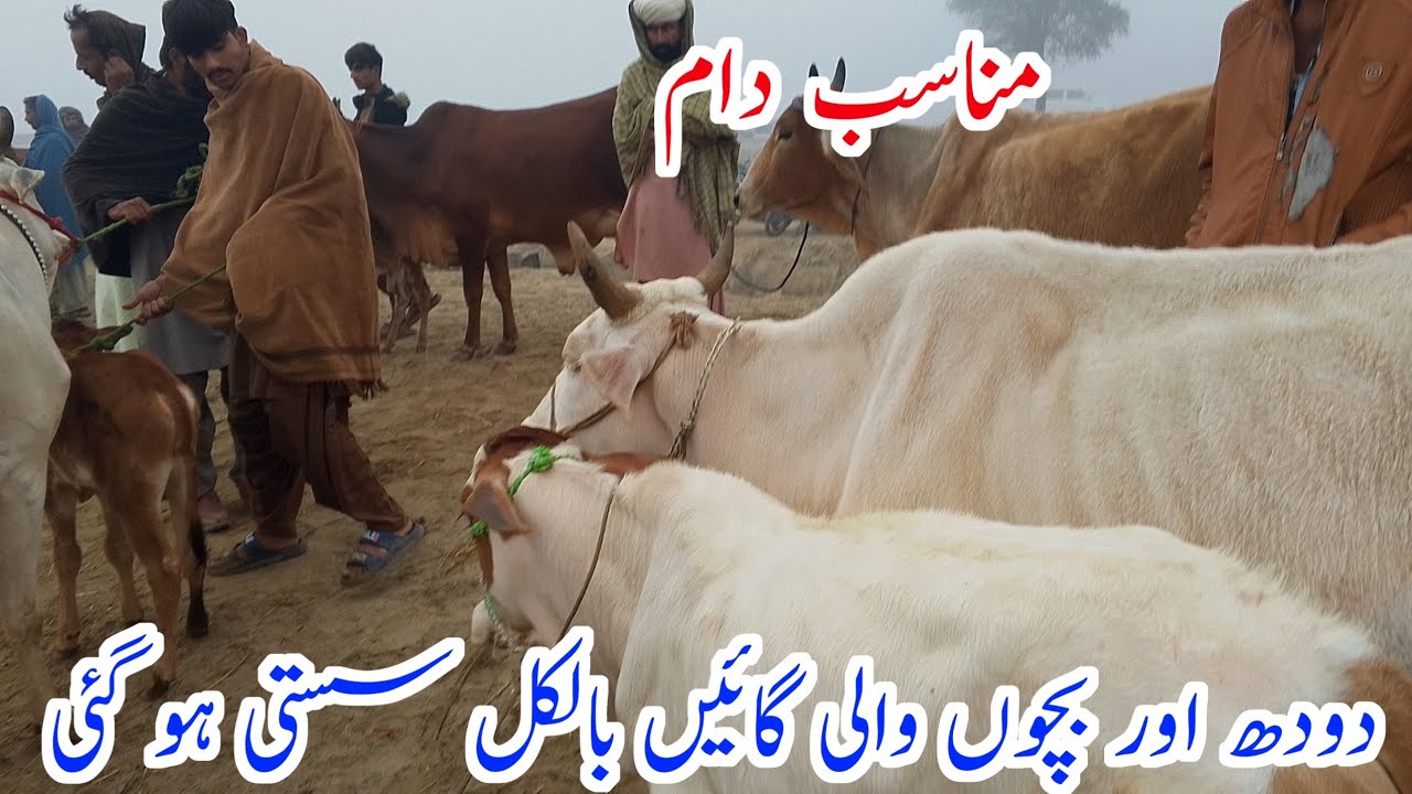 Rajanpur Cow Mandi 2024 || Low Rate Milk Cow (24.11.24)
