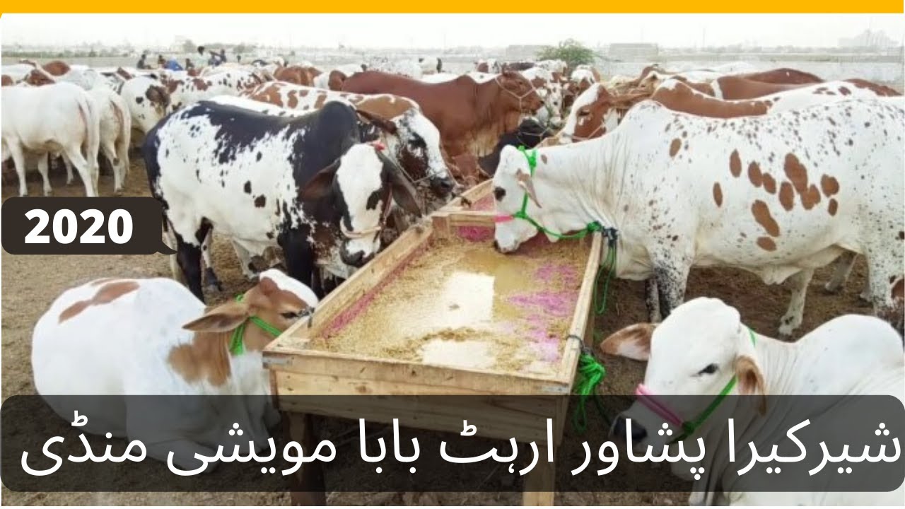 Peshawar Updates Arhat BaBa Sherkera Peshawar Maweshi Mandi 2020