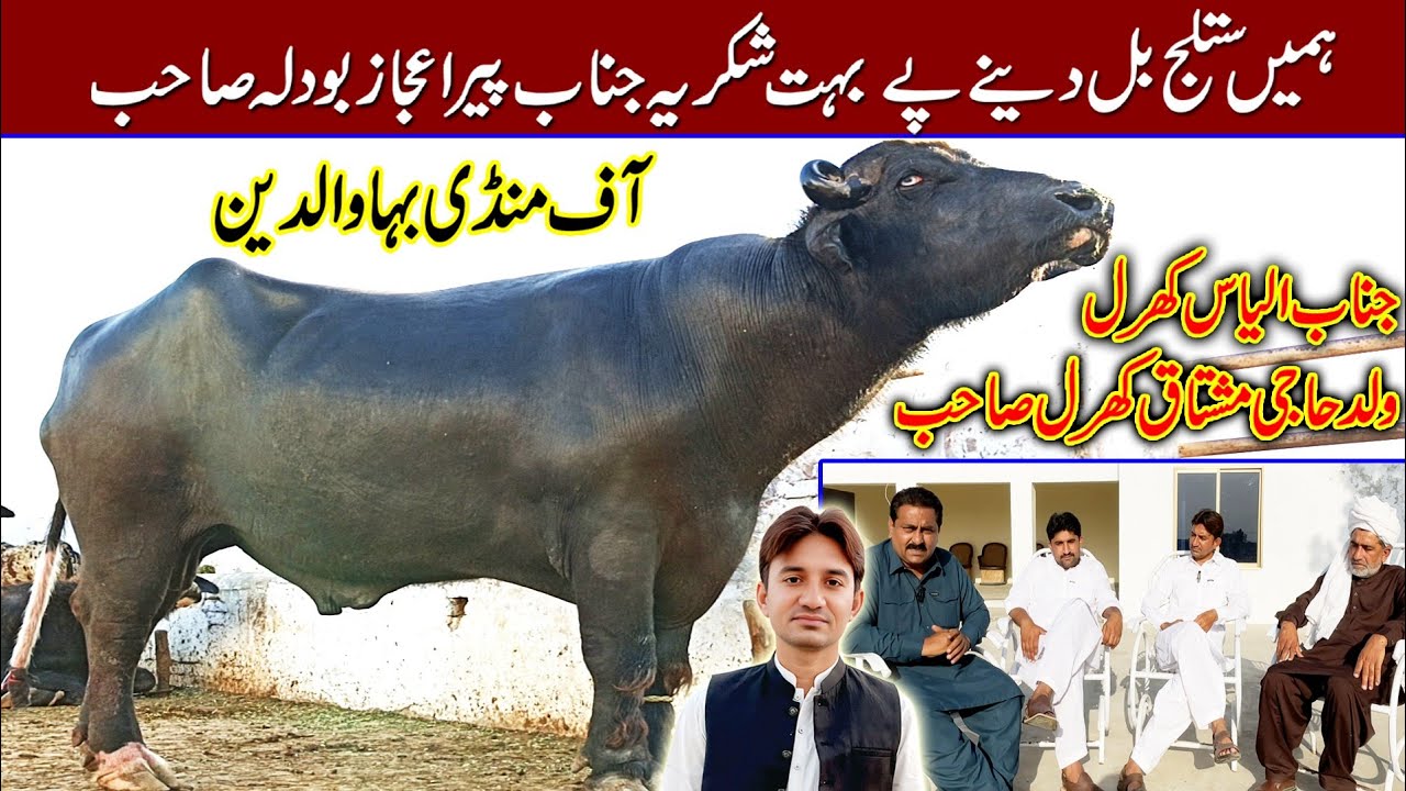pure nili breeder Satluj of peer Ijaz bodla | buffalo farming | buffalo breeding farm of bodla breed