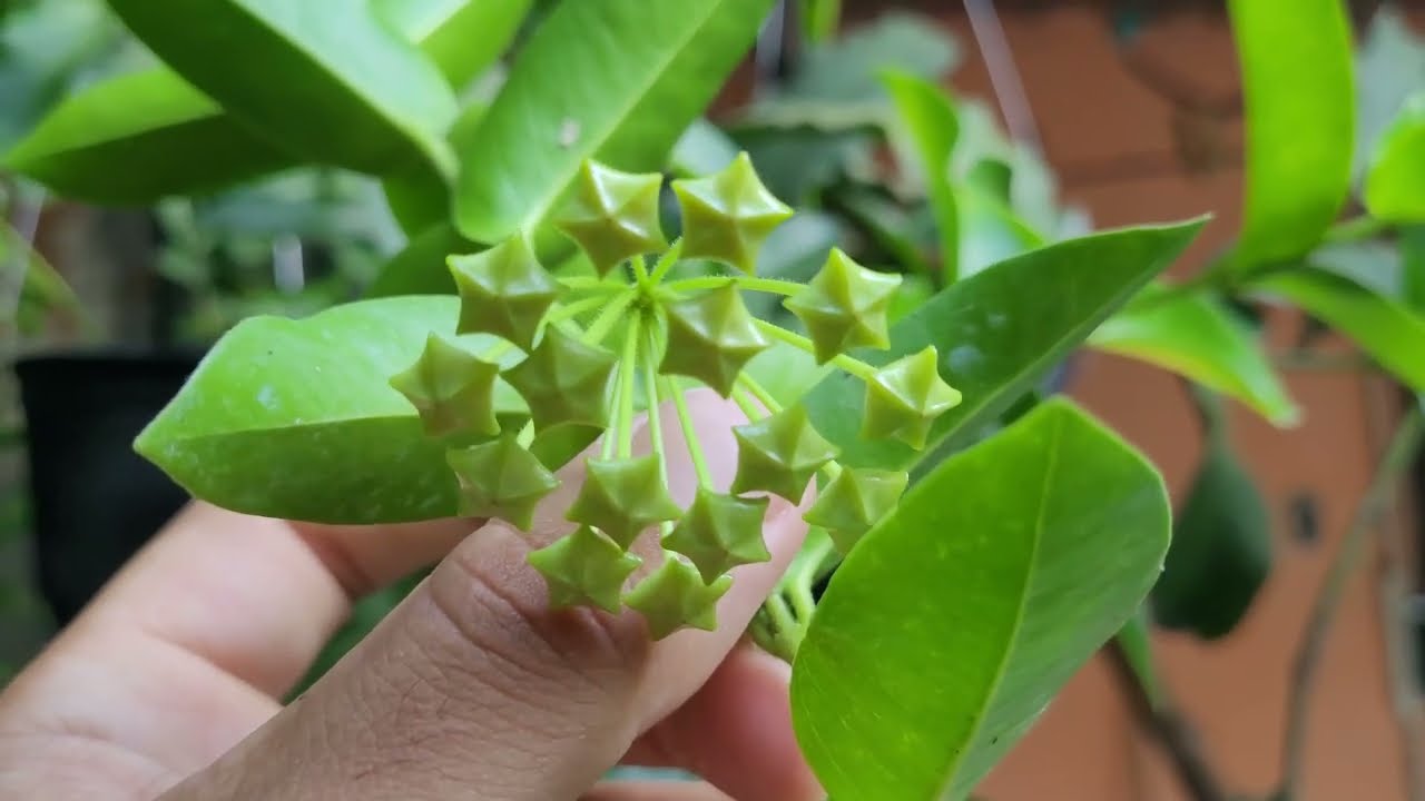 Morfologia Externa Para Leigos (Jeitão da Planta ) das Flores de Cera (Hoyas)