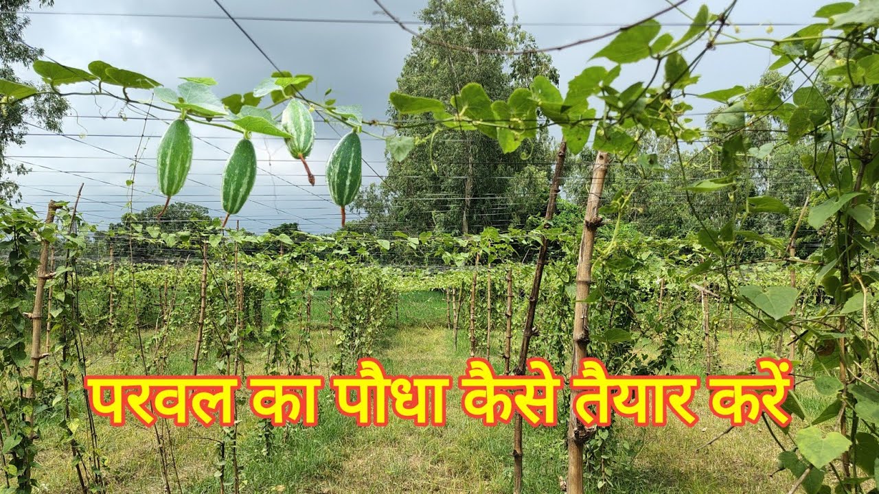 परवल की जड़ कैसे तैयार करें । परवल की बेढ़ कैसे banaye 