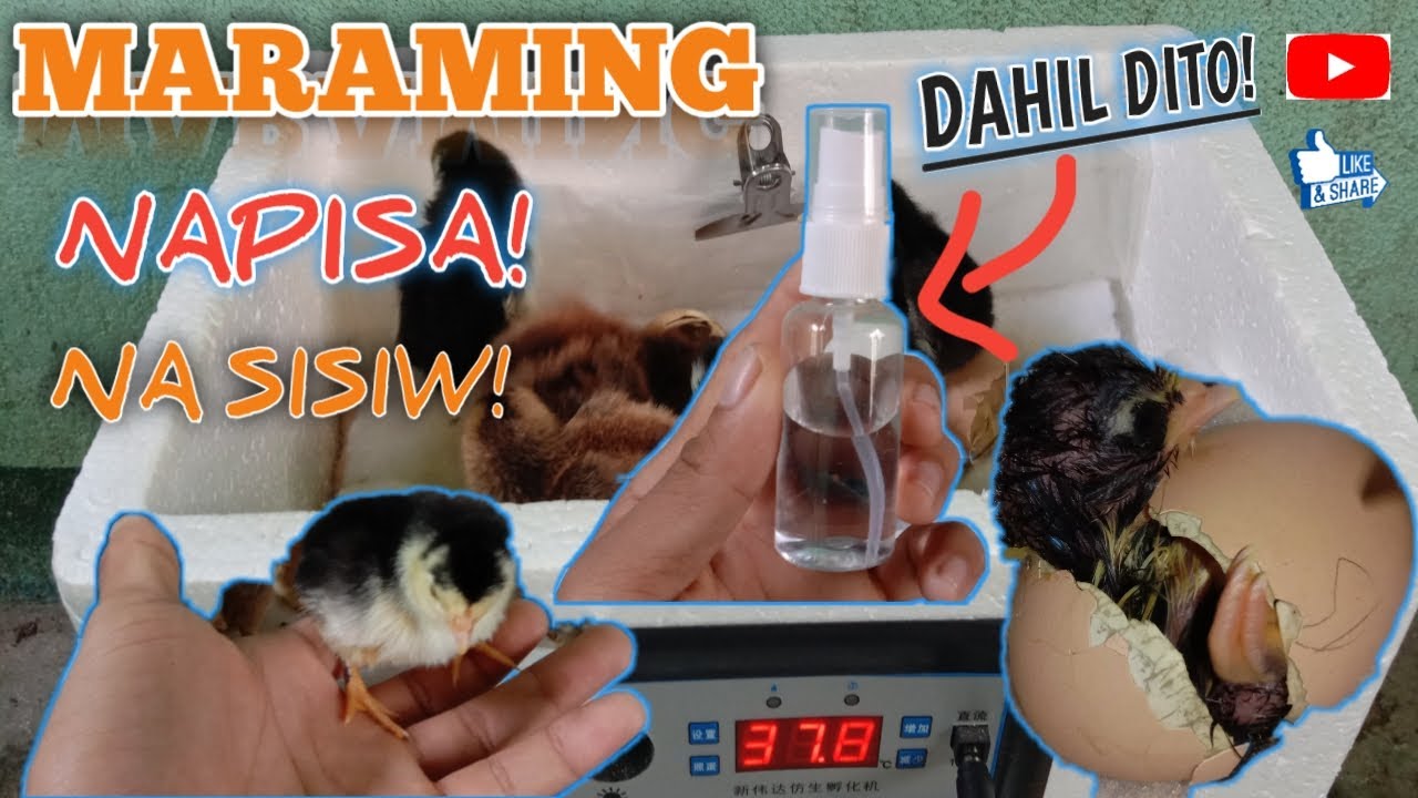 DAPAT GAWIN! PARA MATAAS ANG HATCHING RATE!