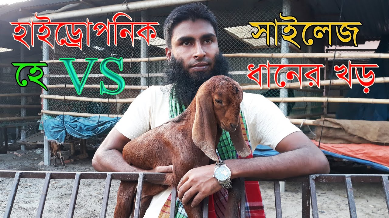 ঘাস ছাড়া ছাগল বা গরুর খামার করার পদ্ধতি ।। 01988883104 ।। ‍Silage, Hydroponic, Hay, Rice Straw