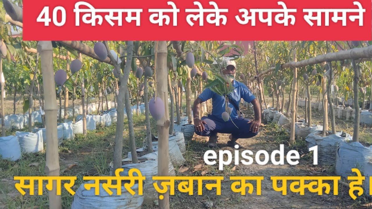 हमारी नर्सरी में 170 किसम आम के पौधे, उनके 80 में फल लगेहुए, उनमें से 40 किसम को लेके अपके सामने।
