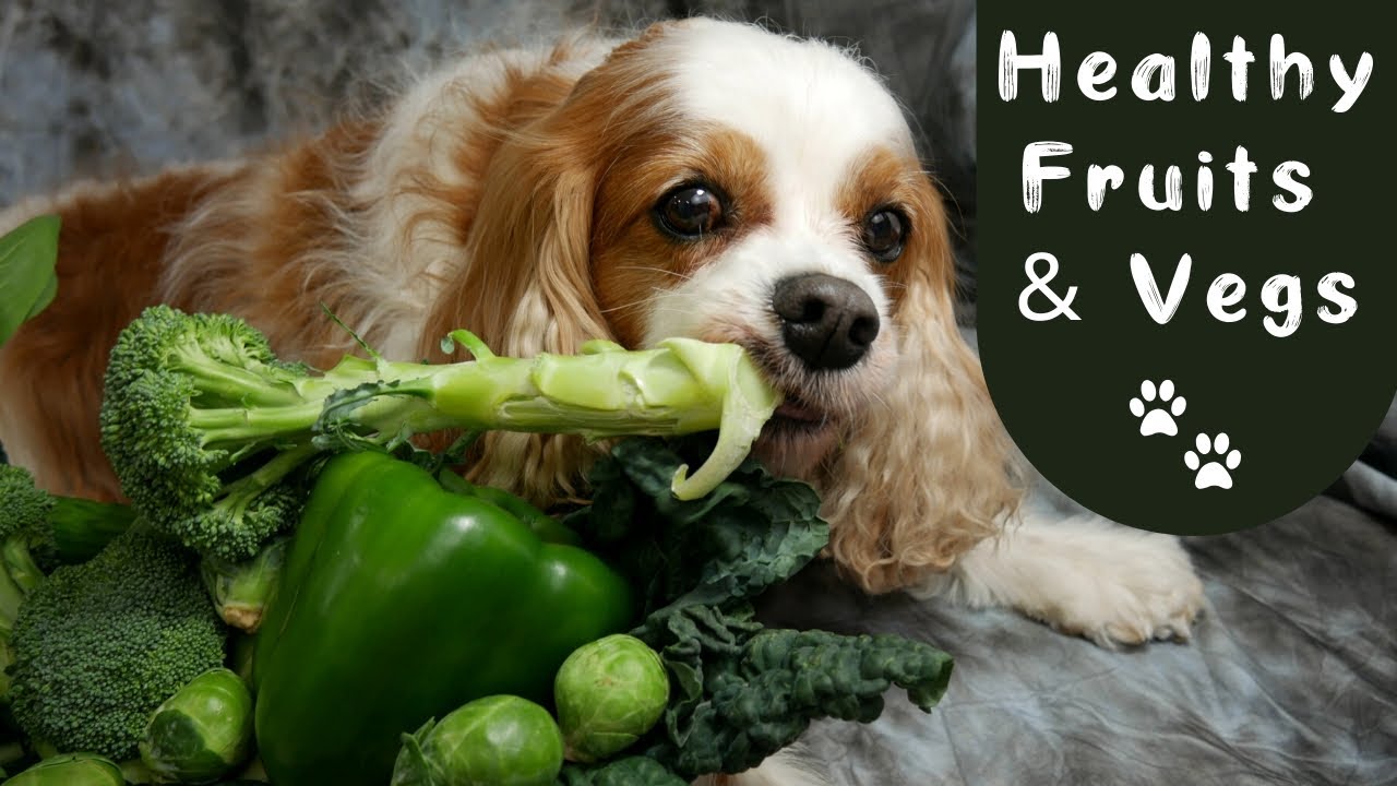 🐶🍽️ What Human Foods are Safe and Beneficial for Dogs 🥩🥦 What Fruits and Vegetables can Dogs Eat 🍎🥕