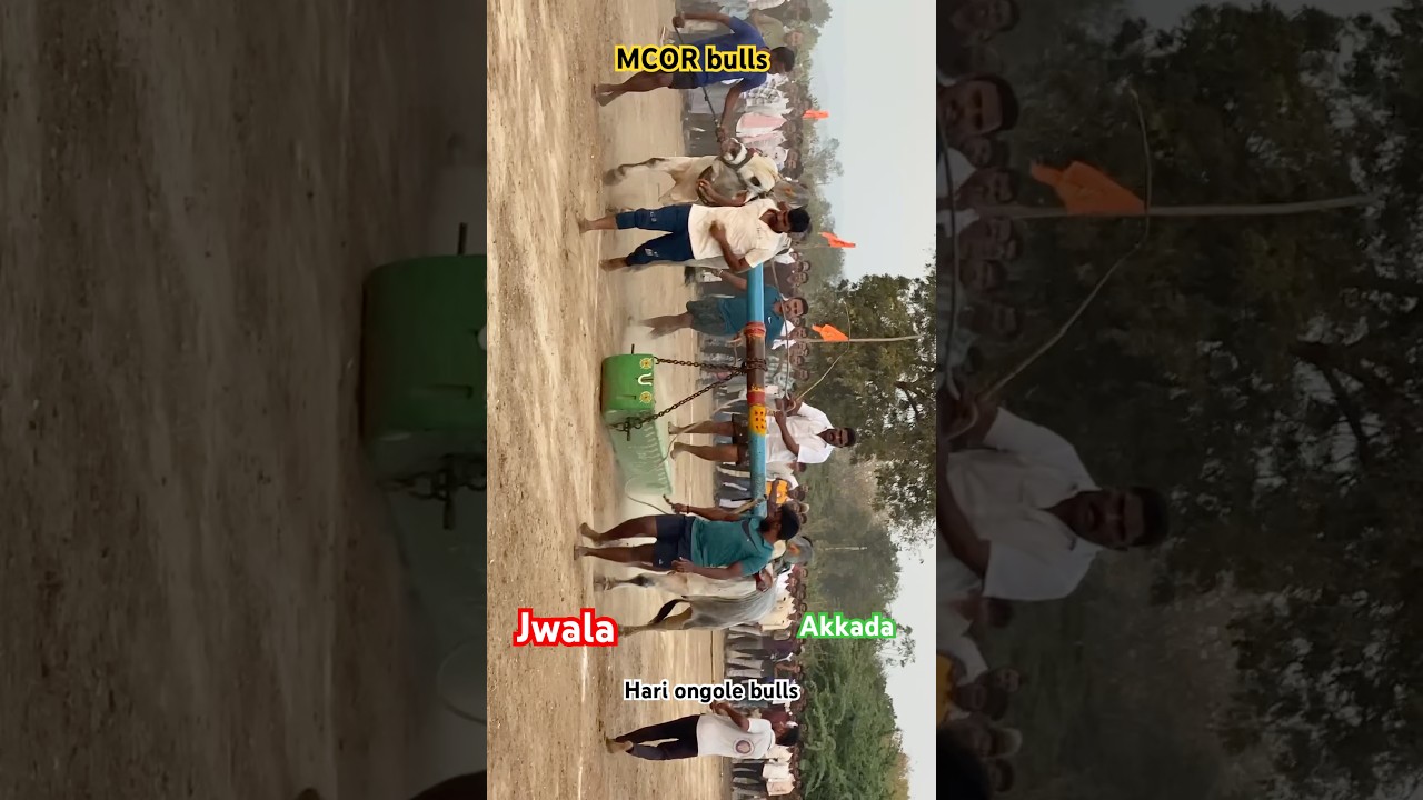 MCOR bulls Jwala Akkada ￼