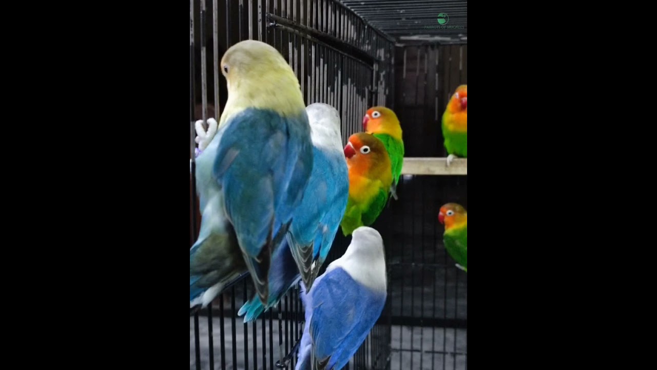 #bluefischeri #fischeri #agapornis #lovebirds #parrotsofmughees #greenfischeri #turquoiseblue