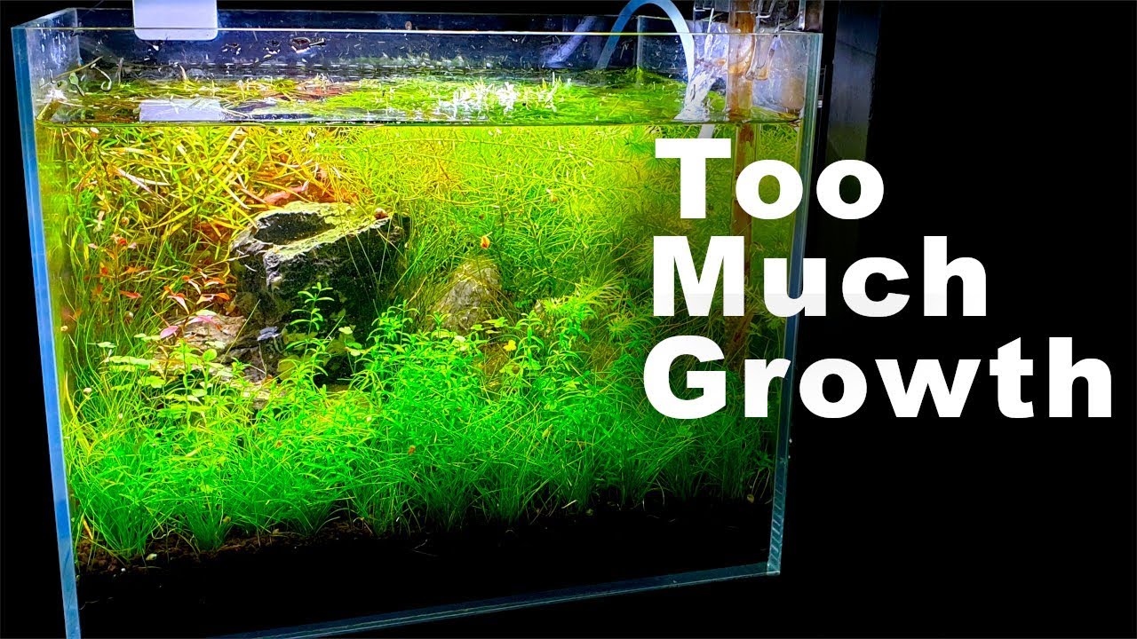 High Tech : Low Cost Planted Nano Tank Aquascape EP.2 || Crazy Plant Growth in 39 Days (DIY co2)