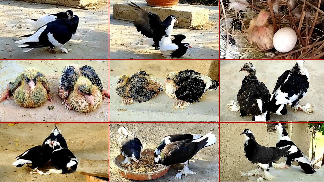 BLACK & WHITE PIGEONS BREEDING PROGRESS ❤️ || PIGEON BABY GROWTH VIDEO  || DAY 1 TO DAY 28