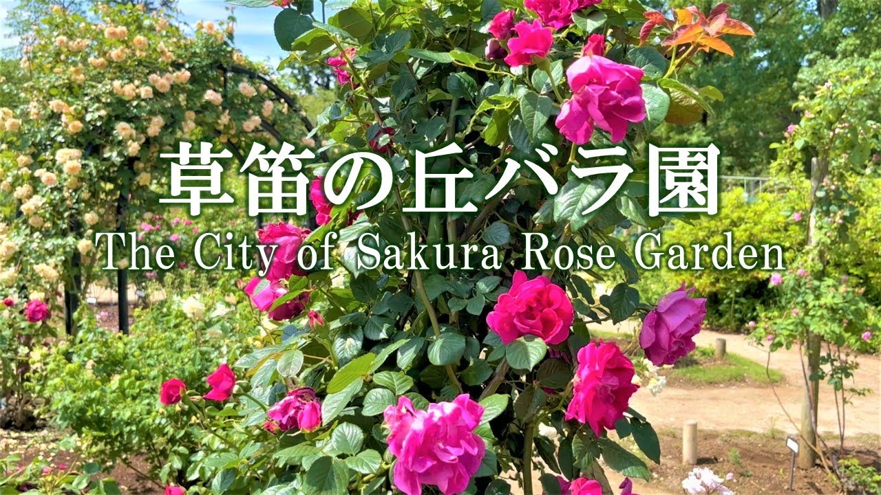 【4K】草笛の丘バラ園（千葉県佐倉市）2023年5月9日の開花状況