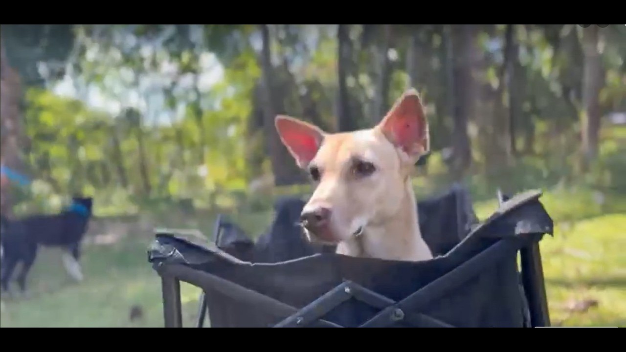 These Special Needs Rescue Dogs Will Melt Your Heart