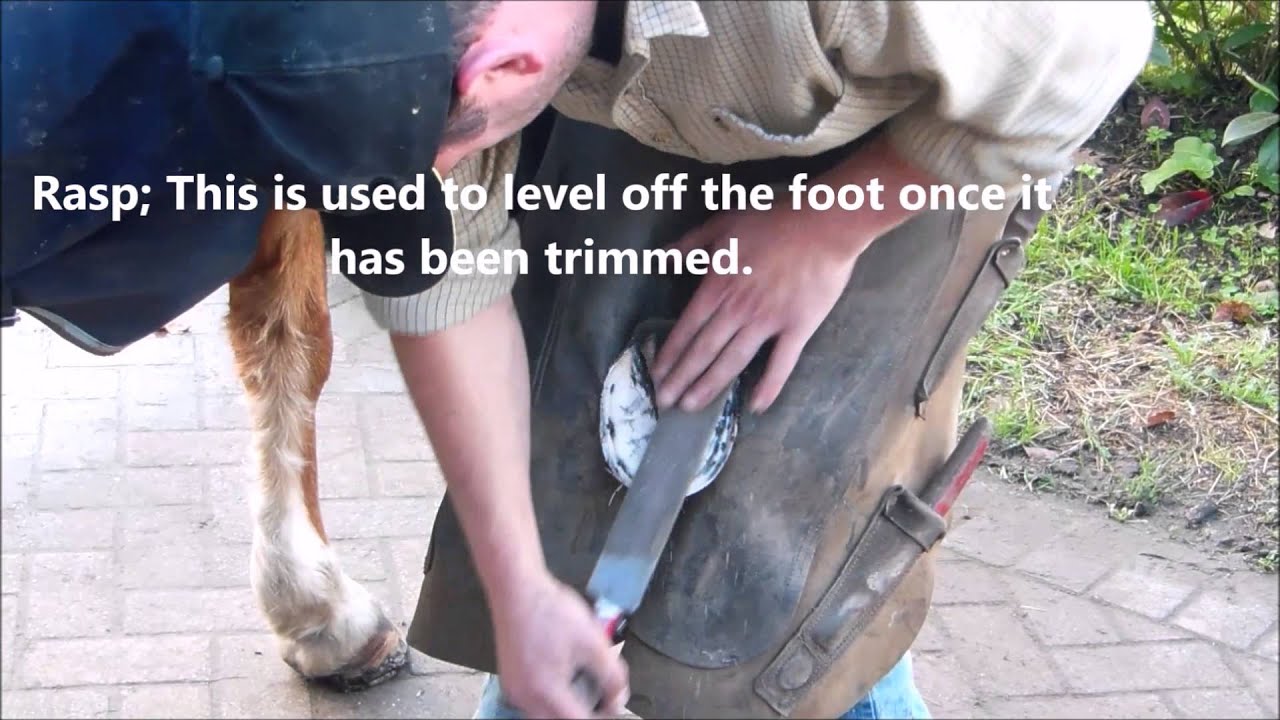 The Farrier's Tools and the Shoeing Procedure