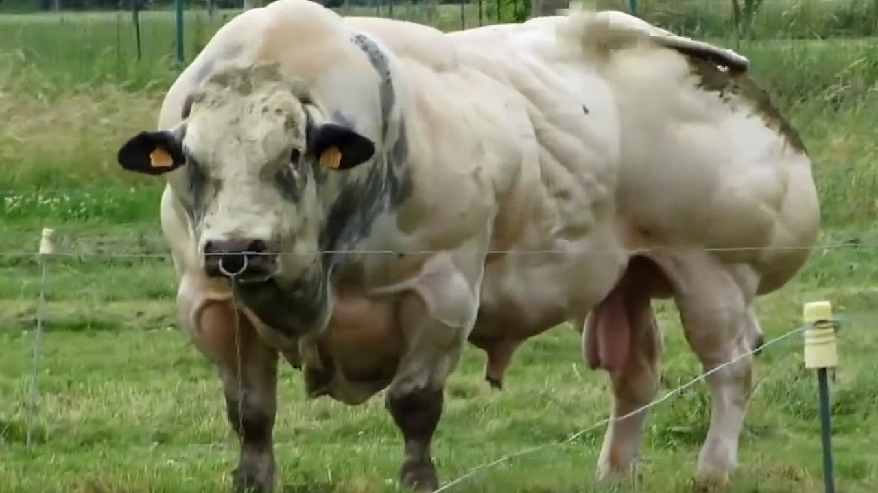 Le 7 Razze Di Tori Più Grandi e Impressionanti Del Mondo