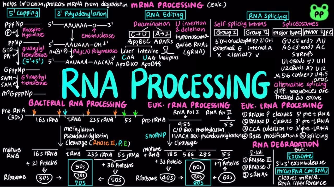 RNA Processing | Molecular Biology 06 | Biology & Biochem | PP Notes | Lehninger 6E Ch. 26.2
