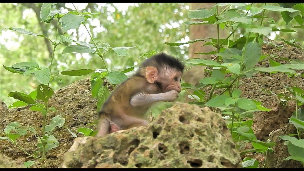 10000 sad!Baby monkey Lost mom Very Scare with Weird Sound, Baby can not find mom!monkey temple