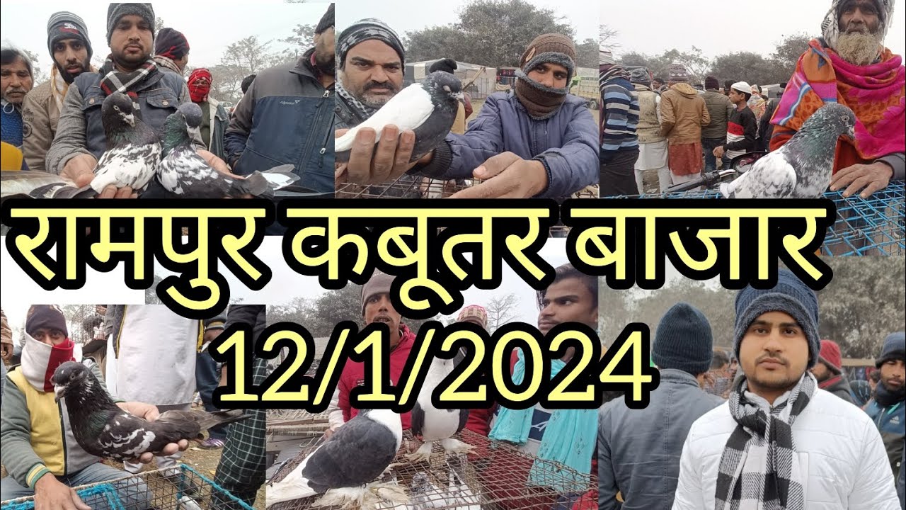 Rampur Kabutar market 12/1/2024