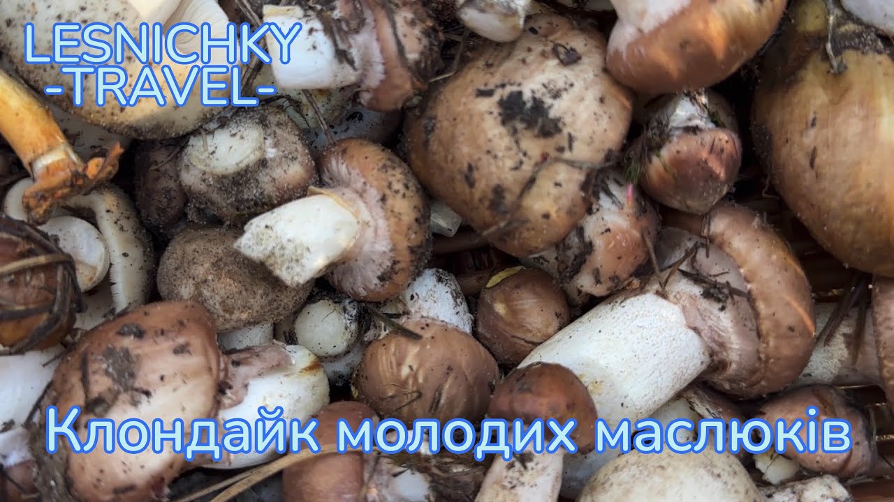 Клондайк молодих маслюків