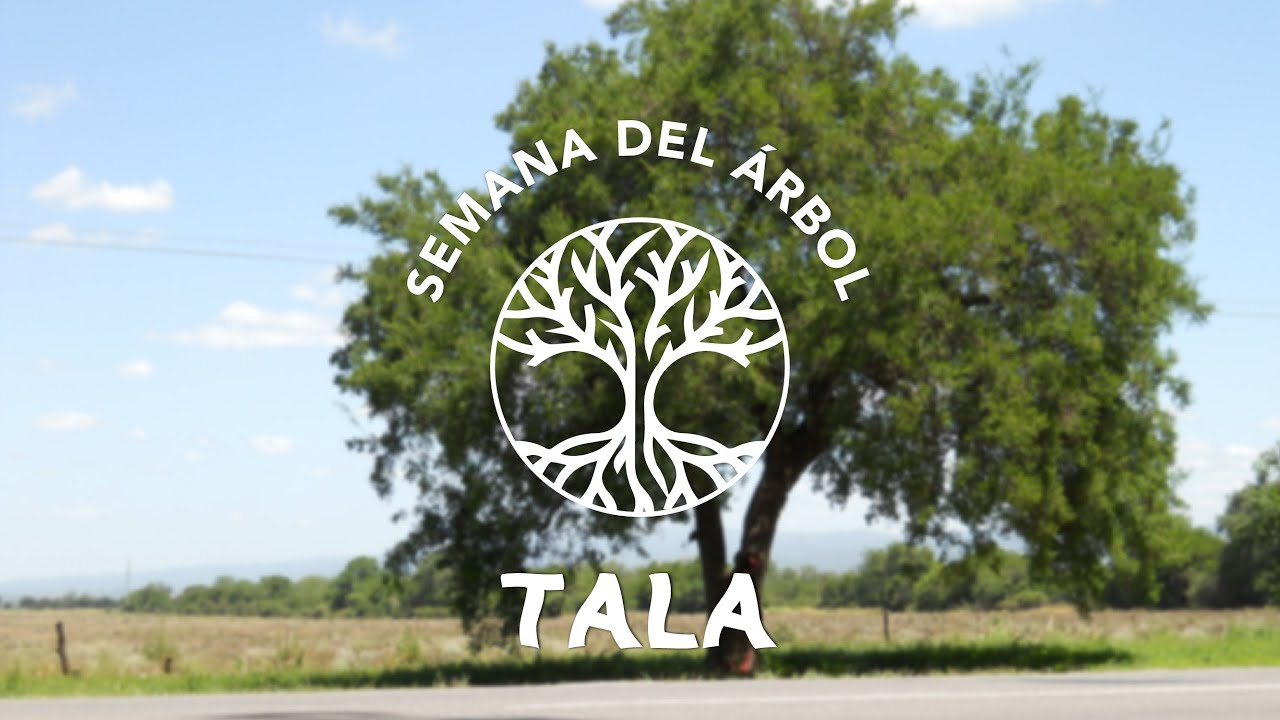 Tala | Árbol Nativo de la Cuenca del Río de la Plata