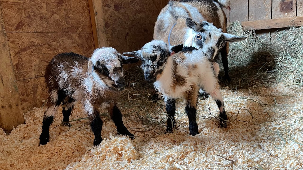 Sweetest goats born last night!